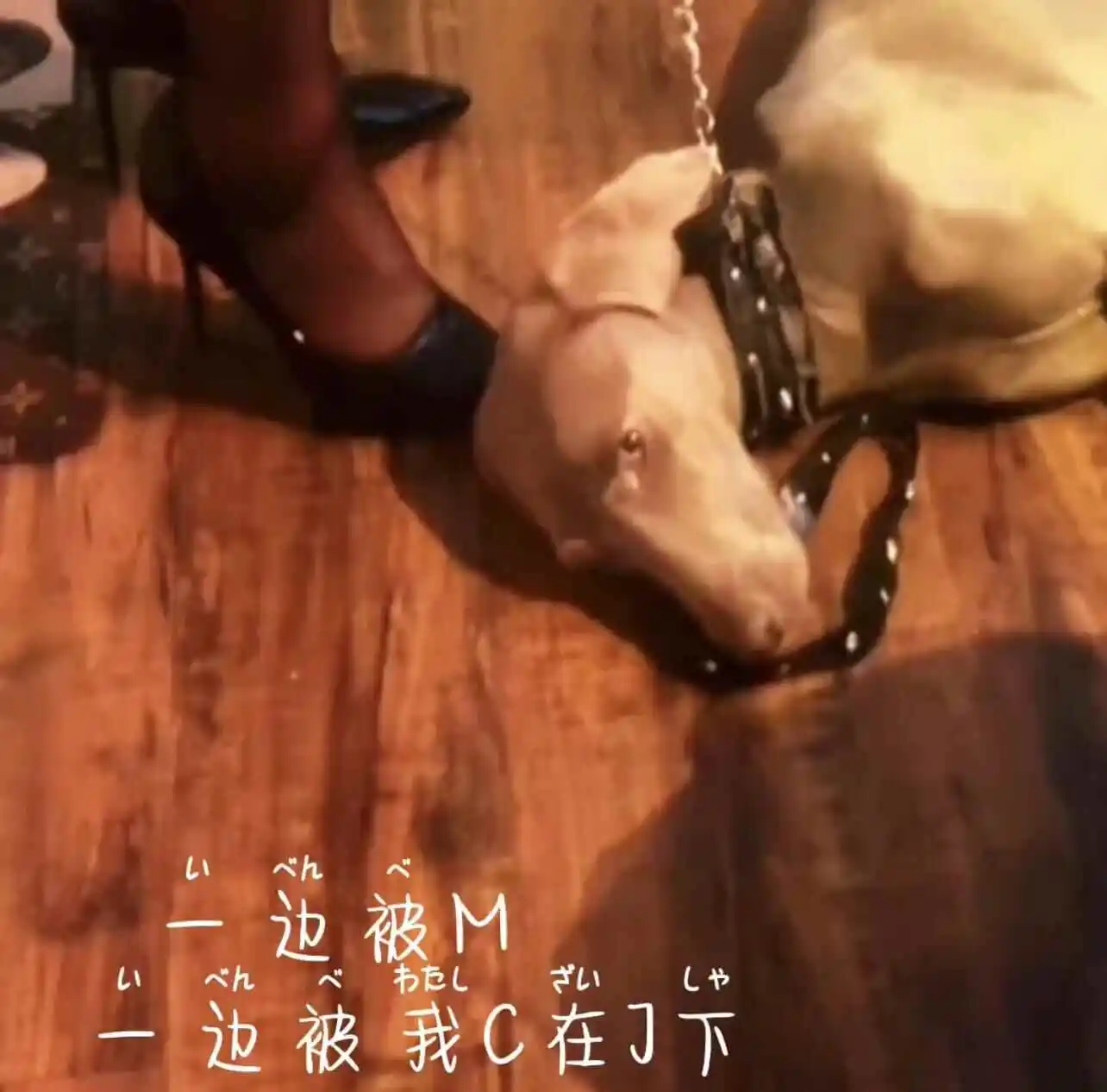 西檬之家如何判断自己是否有s属性?字母圈新人入圈 一